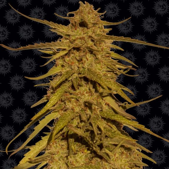 Pineapple Haze Regulär Samen - 10-BFSPH-REG-10