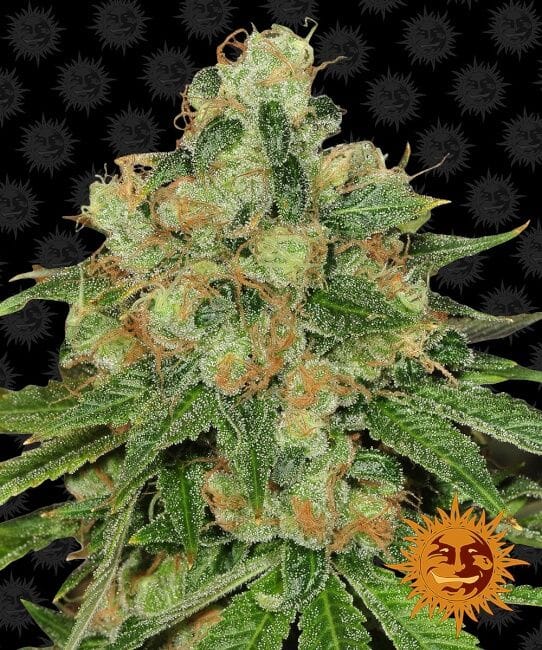 Caramel CBD Regulär Samen - 10-BFSCAR-CBD-REG-10
