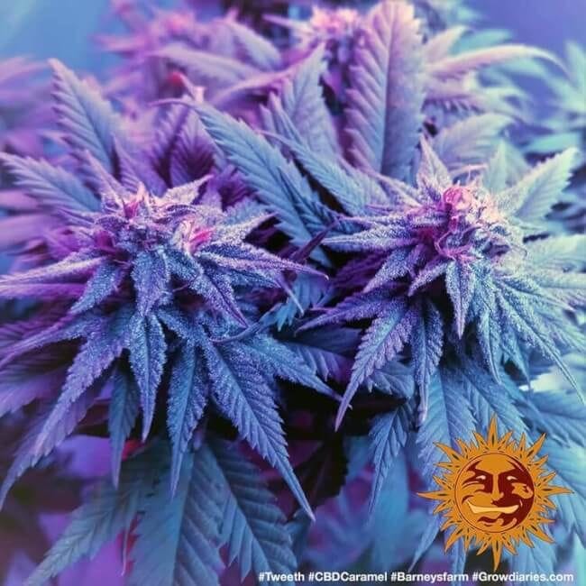 Caramel CBD Regulär Samen - 10-BFSCAR-CBD-REG-10