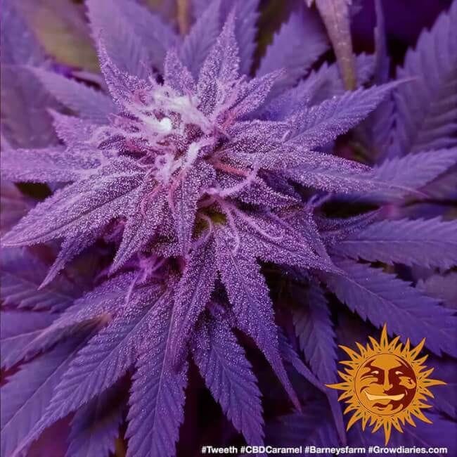 Caramel CBD Regulär Samen - 10-BFSCAR-CBD-REG-10