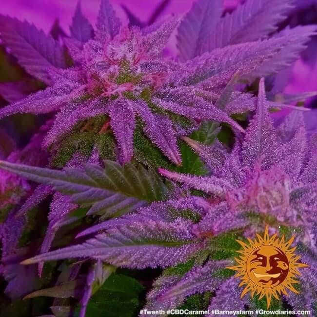 Caramel CBD Regular Seeds - 10-BFSCAR-CBD-REG-10