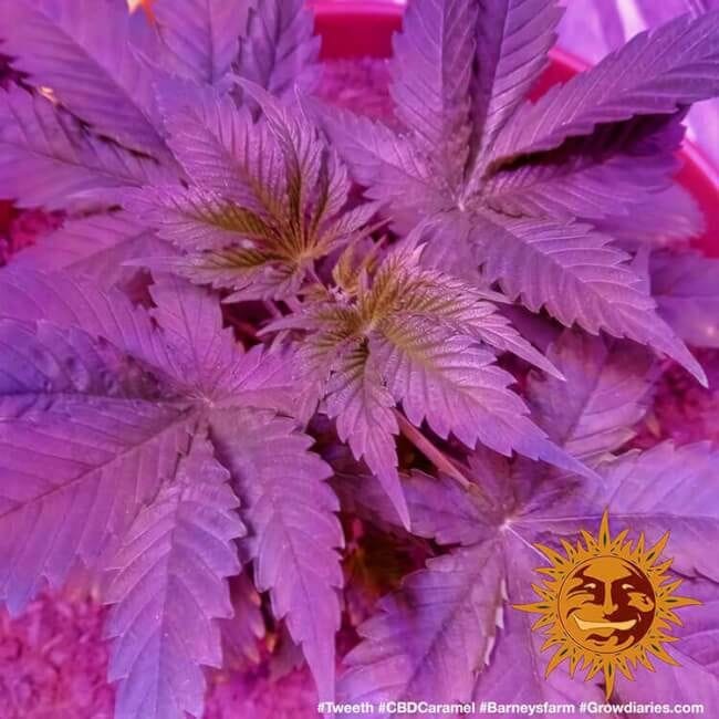 Caramel CBD Regulär Samen - 10-BFSCAR-CBD-REG-10