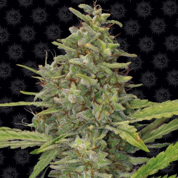 G13 Haze Regular Seeds - 10-BFSG13H-REG-10