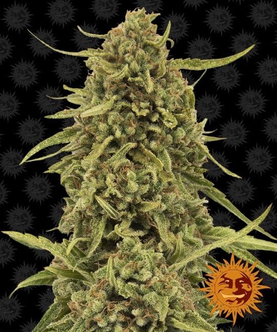 Widow Remedy редовен семена - 10-BFSWR-REG-10