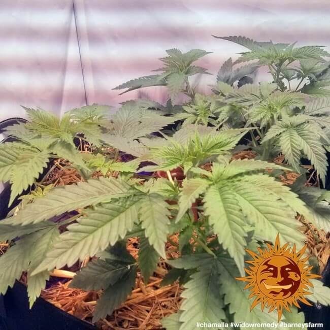 Widow Remedy редовен семена - 10-BFSWR-REG-10
