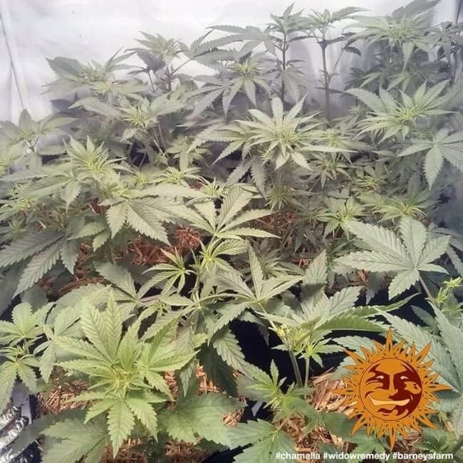 Widow Remedy Regular Seeds - 10-BFSWR-REG-10