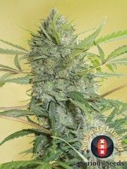 Serious Happiness Regular Seeds - 11-SRSSM-006
