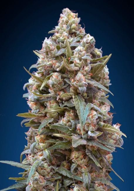 Female Collection #4 Feminised Seeds - 6-00S-FEM-MIX4