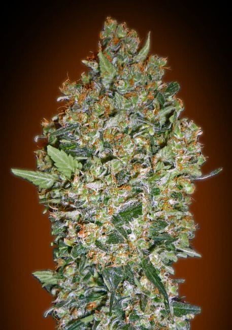 Female Collection #4 Feminised Seeds - 6-00S-FEM-MIX4