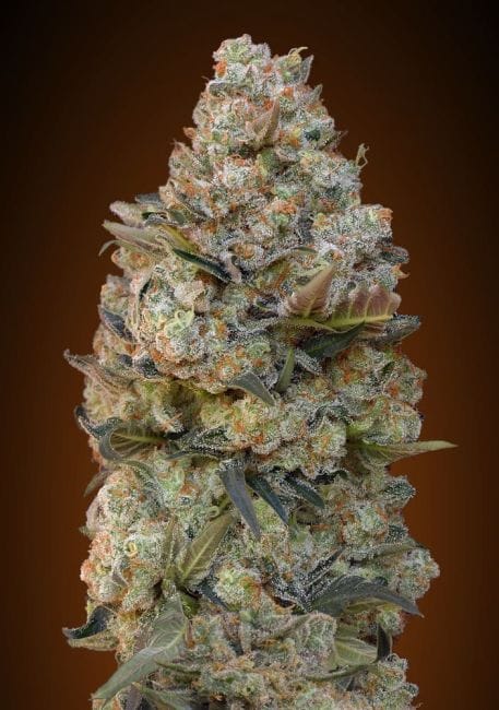 Female Collection #4 Feminised Seeds - 6-00S-FEM-MIX4