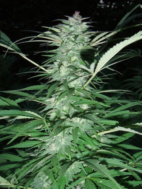 Serious 6 Regular Seeds - 11-SRSSM-010