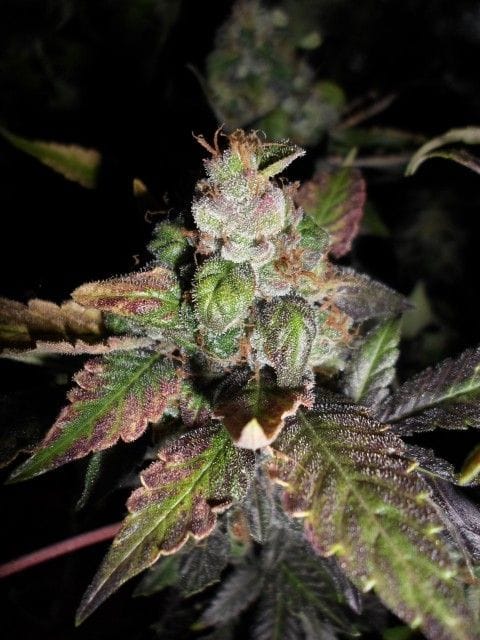 Purple Strawberry Bliss Feminised Seeds - 5-PF-010-F5