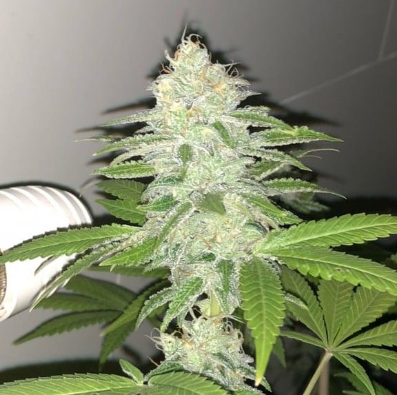 Lemon Sherbert Feminised Seeds - 5-PF-011-F5