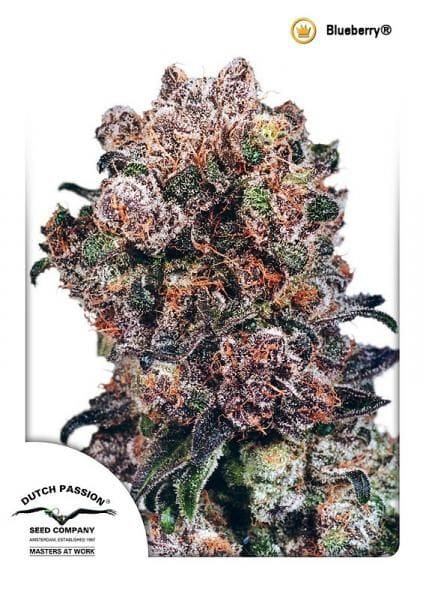 Blueberry Regular Seeds - 10-DP3801