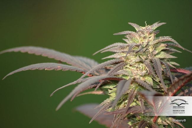 Blueberry Regular Seeds - 10-DP3801