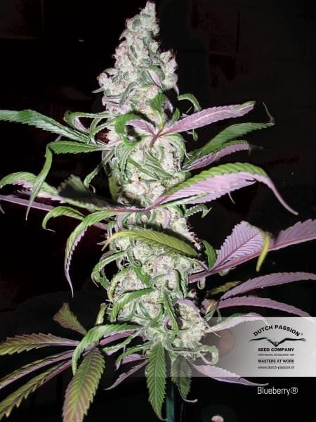 Blueberry Regular Seeds - 10-DP3801
