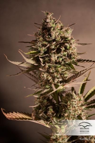 Blueberry Regular Seeds - 10-DP3801