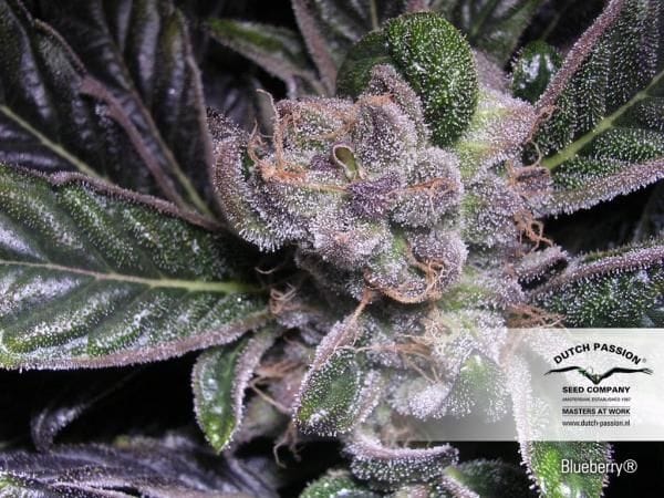 Blueberry Regular Seeds - 10-DP3801