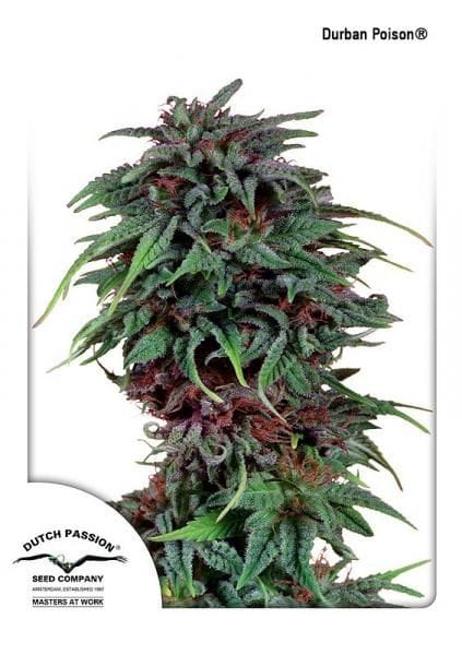 Durban Poison Ordinario Semi - 10-DP0901