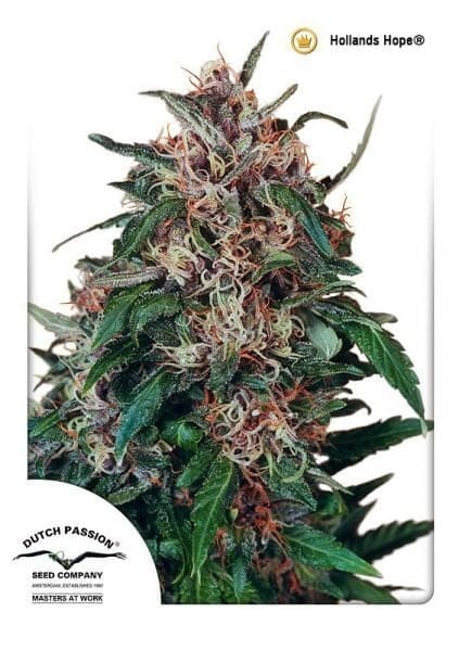 Hollands Hope Ordinario Semi - 10-DP0301