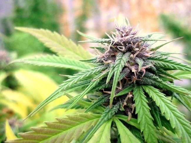 Hollands Hope Regular Seeds - 10-DP0301