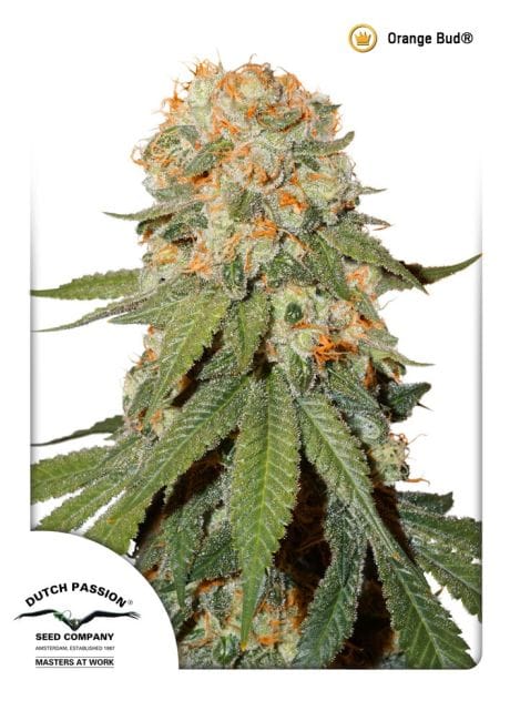 Orange Bud Regular Seeds - 10-DP1501