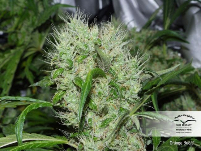 Orange Bud Habitual Semillas - 10-DP1501