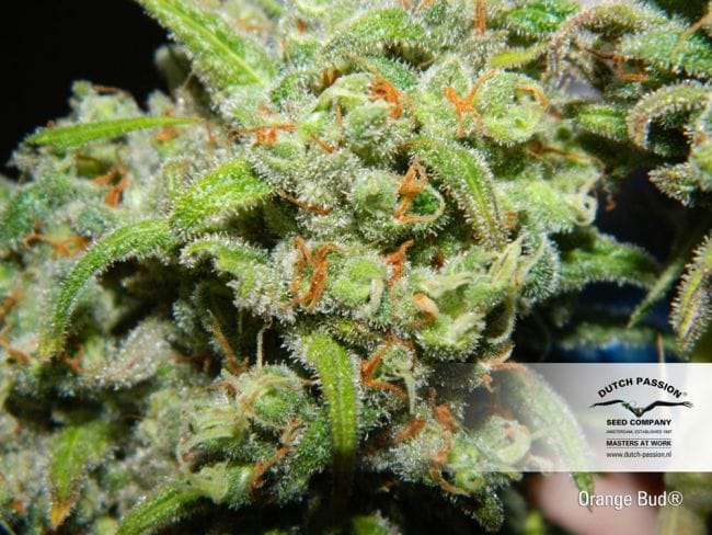 Orange Bud Habitual Semillas - 10-DP1501