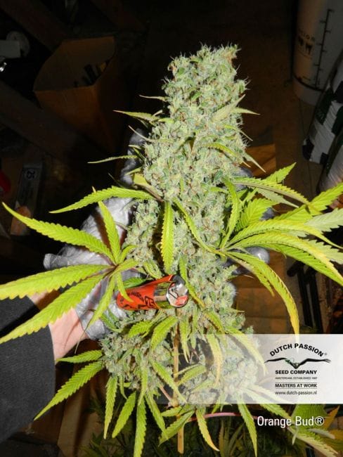 Orange Bud Habitual Semillas - 10-DP1501