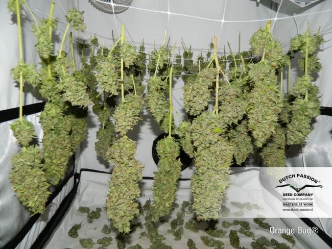 Orange Bud редовно семена - 10-DP1501