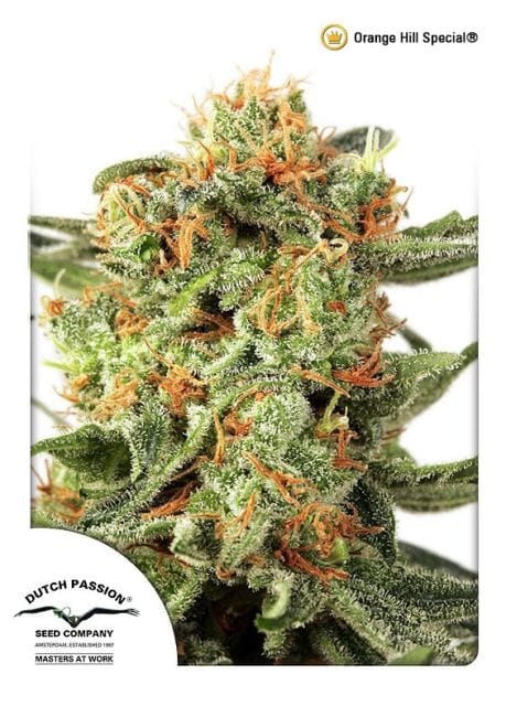 Orange Hill Special Regular Seeds - 10-DP3101