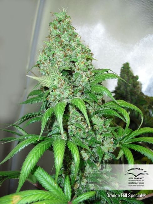 Orange Hill Special ΡΠ΅Π΄ΠΎΠ²Π½ΠΎ ΡΠ΅ΠΌΠ΅Π½Π° - 10-DP3101