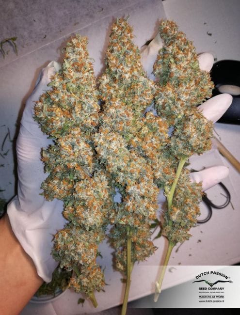 Orange Hill Special ΡΠ΅Π΄ΠΎΠ²Π½ΠΎ ΡΠ΅ΠΌΠ΅Π½Π° - 10-DP3101