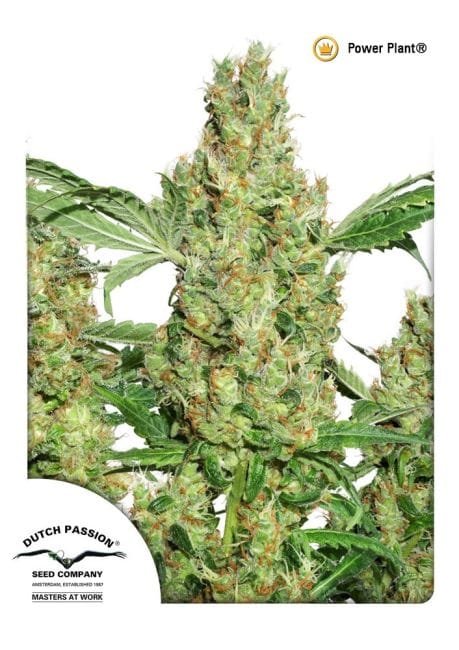 Power Plant Regular Seeds - 10-DP1401