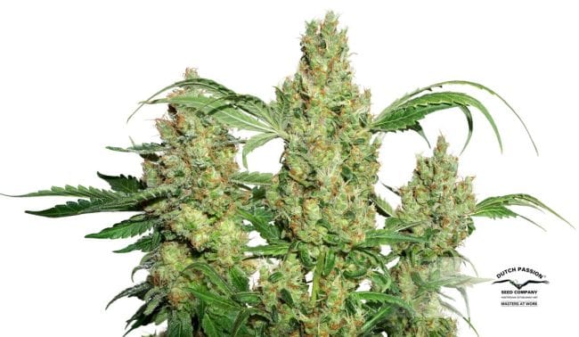 Power Plant Regular Seeds - 10-DP1401