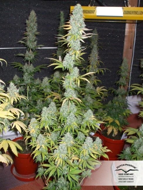 Power Plant Regular Seeds - 10-DP1401