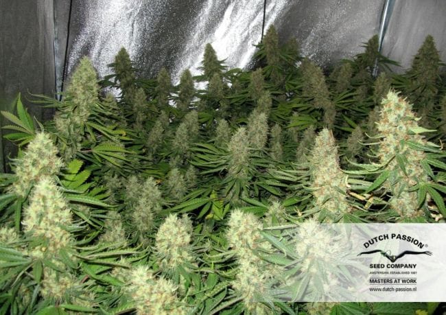 Power Plant Regular Seeds - 10-DP1401