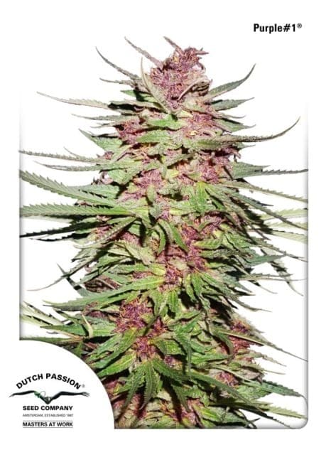 Purple #1 Regular Seeds - 10-DP0401