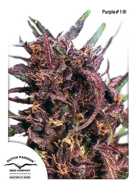Purple #1 Habitual Semillas - 10-DP0401