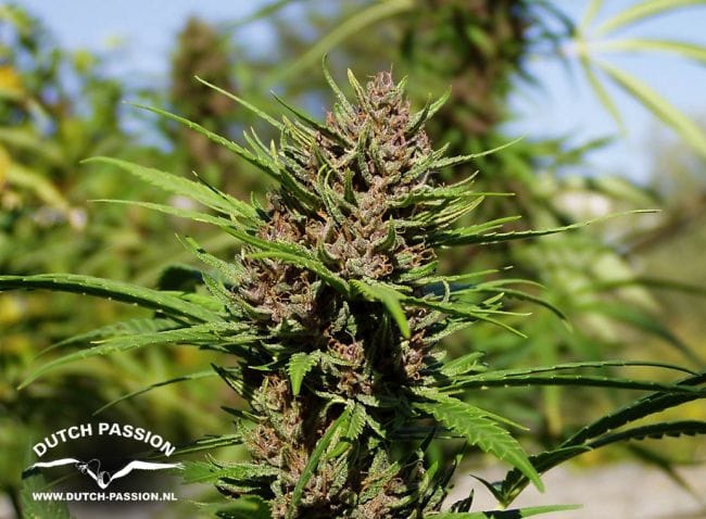 Purple #1 Régulière Semences - 10-DP0401