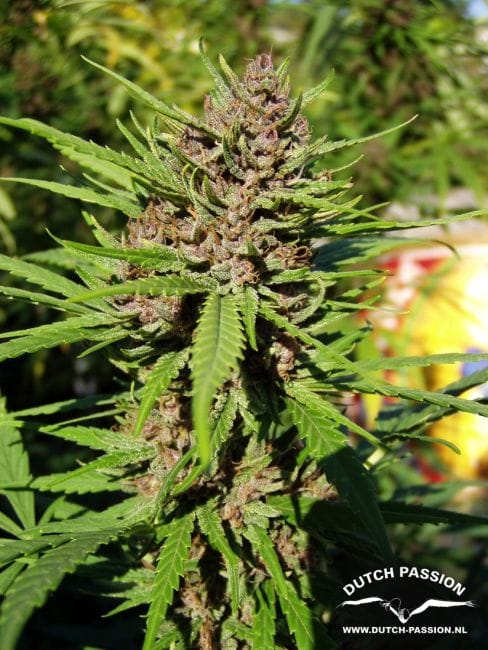 Purple #1 Régulière Semences - 10-DP0401