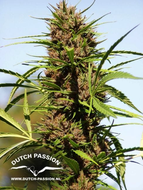 Purple #1 Habitual Semillas - 10-DP0401