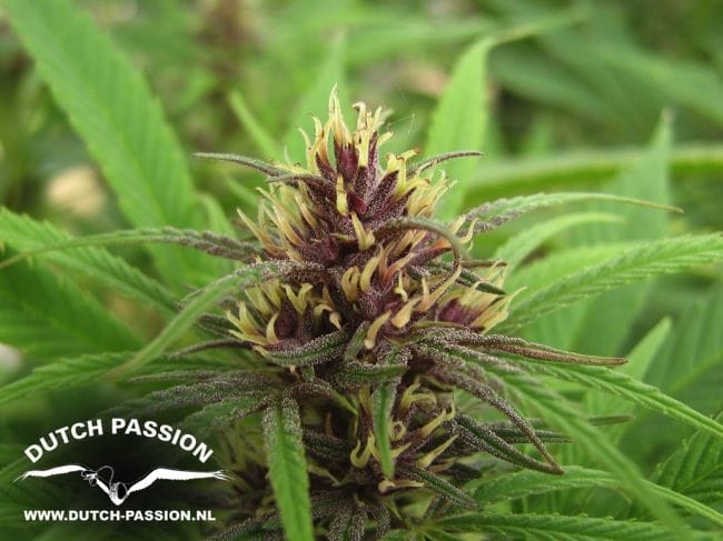 Purple #1 Habitual Semillas - 10-DP0401