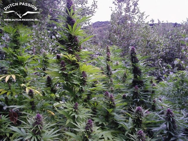 Purple #1 Régulière Semences - 10-DP0401