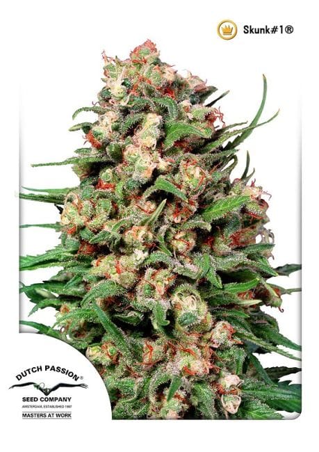 Skunk #1 Habitual Semillas - 10-DP1201