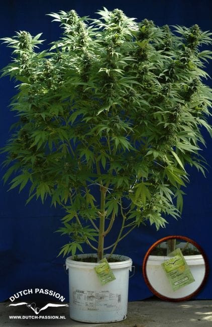 Skunk #1 Habitual Semillas - 10-DP1201