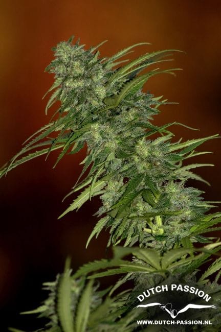 Skunk #1 Habitual Semillas - 10-DP1201