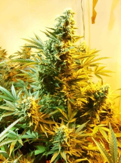 Skunk #1 Habitual Semillas - 10-DP1201