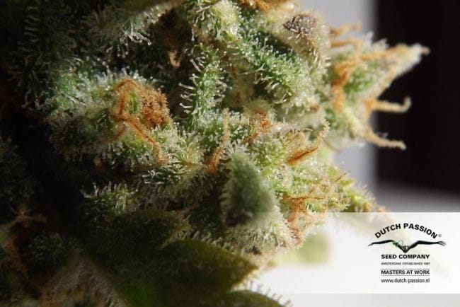 Skunk #1 Habitual Semillas - 10-DP1201