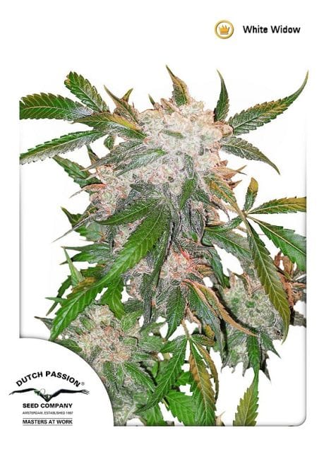White Widow Regelmäßig Saatgut - 10-DP3201